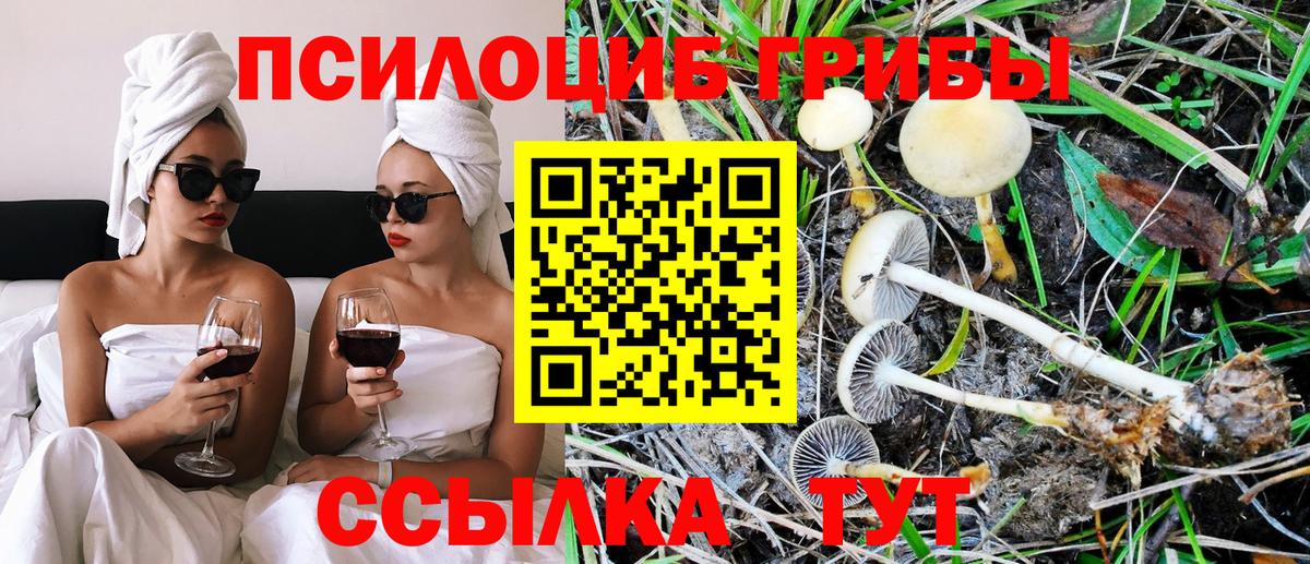 Галлюциногенные грибы Psilocybe Тара
